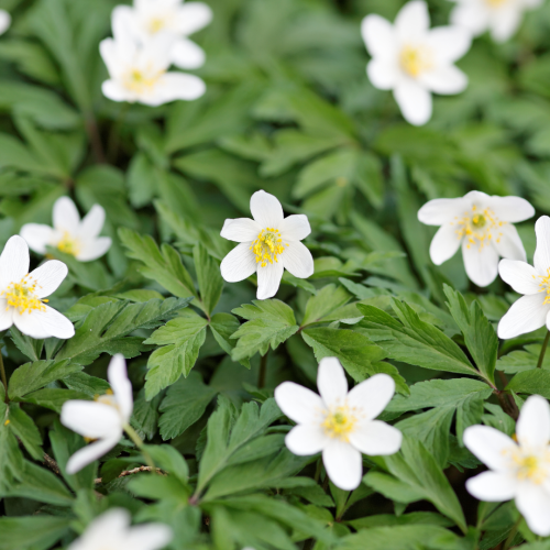 Zawilec leśny 'Snow White' Anemone sylvestris 'Snow White'.png