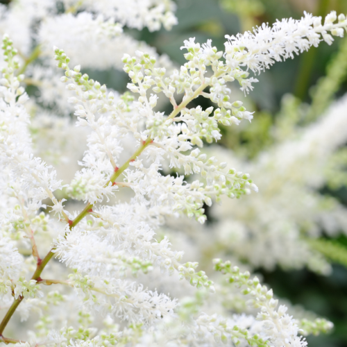 Tawułka 'Diamant' Astilbe x arendsii 'Diamant'.png