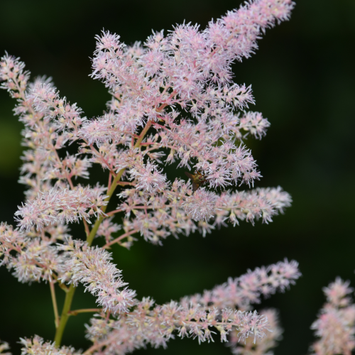 Tawułka 'You and Me Together' Astilbe x hybridum 'You and Me Together'.png