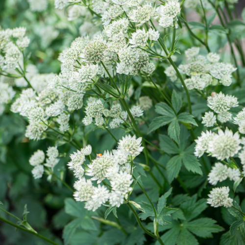 Jarzmianka większa Astrantia major.png