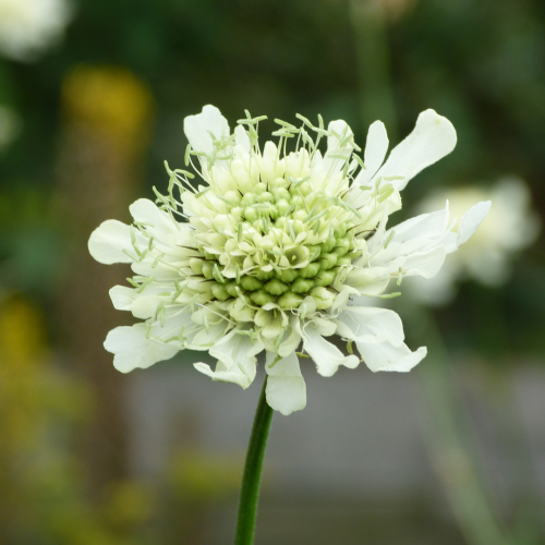 Przetacznik wielkokwiatowy Cephalaria gigantea.png