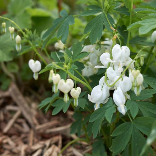 Serduszka okazała 'Alba' Dicentra spectabilis 'Alba'.png