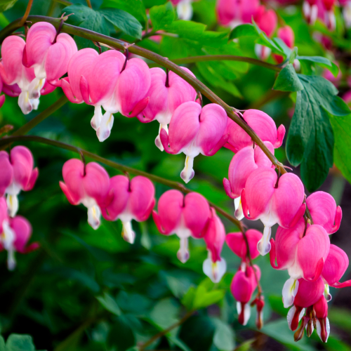 Serduszka okazała Dicentra spectabilis.png