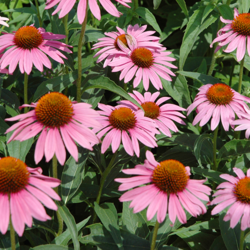 Jeżówka 'Bright Rose' Echinacea 'Bright Rose'.png