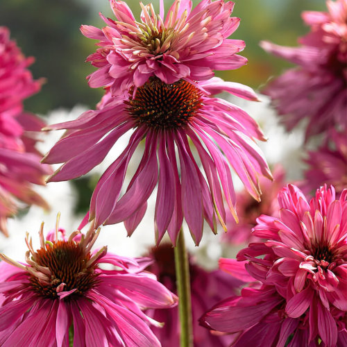 Jeżówka 'Doubledecker' Echinacea 'Doubledecker'.png