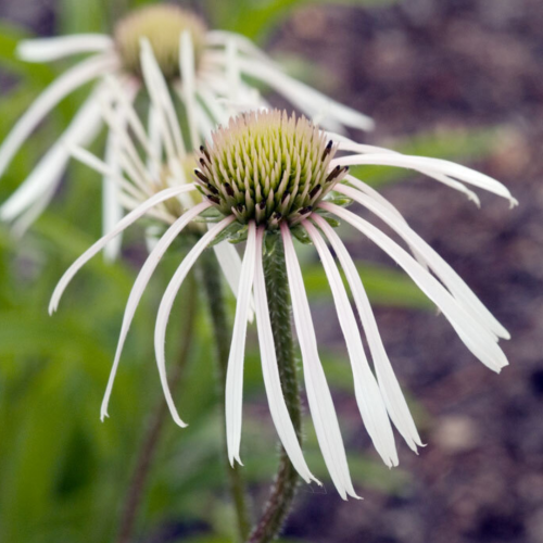Jeżówka 'Hula Dancer' Echinacea pallida 'Hula Dancer'.png