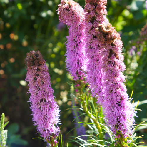 Liatra kłosowa 'Floristan Violet' Liatris spicata 'Floristan Violet'.png