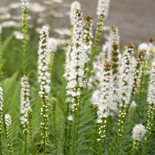 Liatra kłosowa 'Floristan White' Liatris spicata 'Floristan White'.png