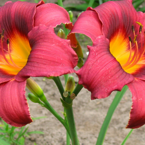Liliowiec 'Amadeus' Hemerocallis 'Amadeus'.png