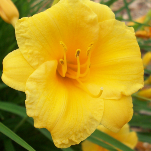 Liliowiec 'Stella de Oro' Hemerocallis 'Stella de Oro'.png