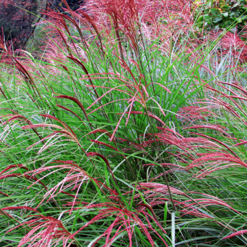 Miskant chiński 'Flamingo' Miscanthus sinensis 'Flamingo'.png