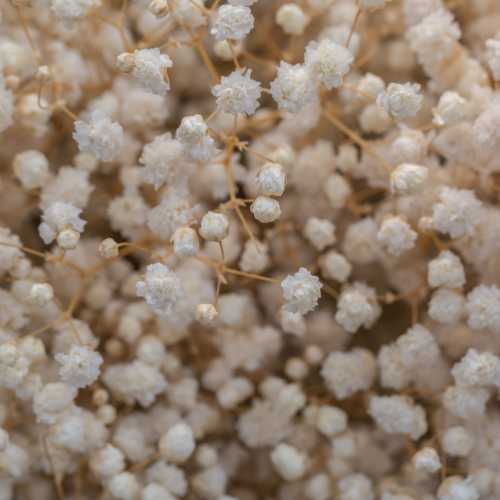 Gipsówka wiechowata 'Snowflake' Gypsophila paniculata 'Snowflake'.png