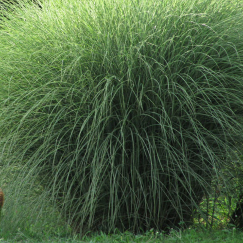 Miskant chiński 'Morning Light' Miscanthus sinensis 'Morning Light'.png