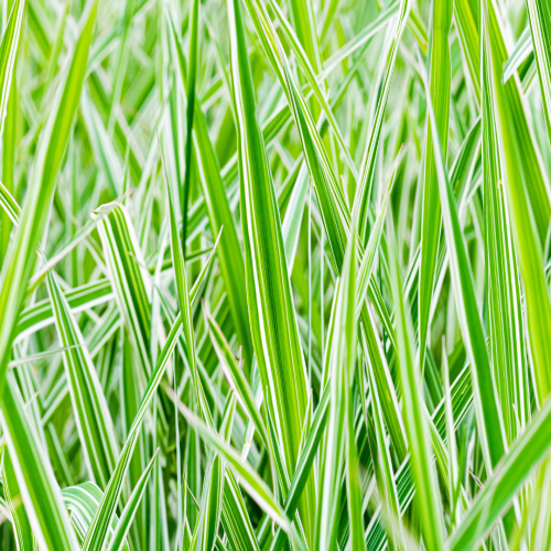 Mozga trzcinowata 'Arctic Sun' Phalaris arundinacea 'Arctic Sun'.png