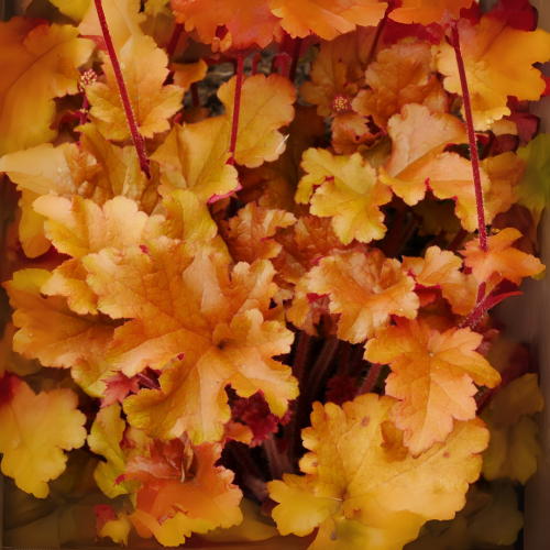 Żurawka 'Northern Exposure Amber' Heuchera 'Northern Exposure Amber'.png