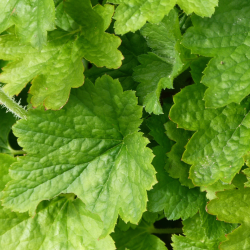 Żurawka 'Rex Lime' Heuchera 'Rex LimŻurawka 'Rex Lime' Heuchera 'Rex Lime'e'.png