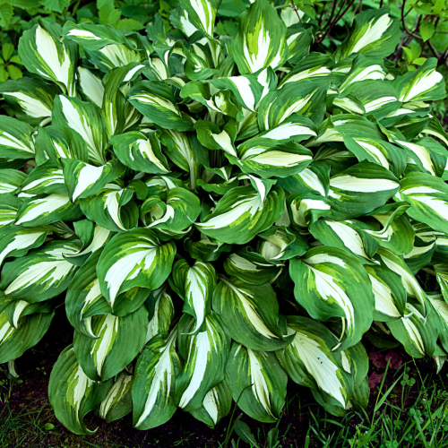 Funkia 'Elisabeth' Hosta 'Elisabeth'.png