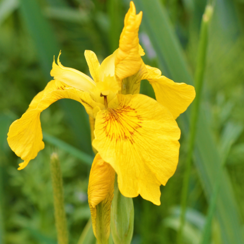 Kosaciec żółty Iris pseudacorus.png