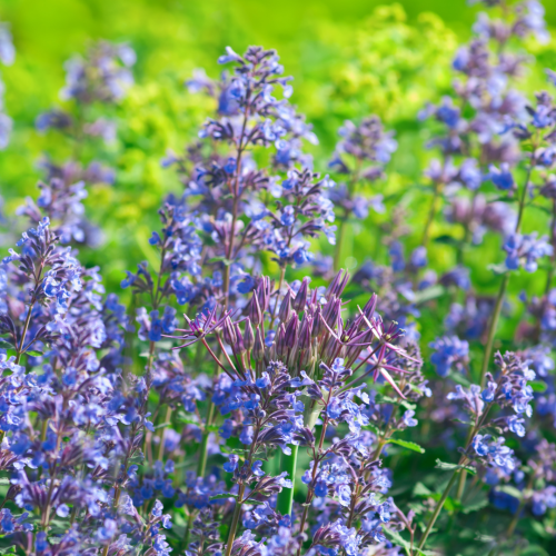 Kocimiętka Faassena 'Junior Walker' Nepeta faassenii 'Junior Walker'.png