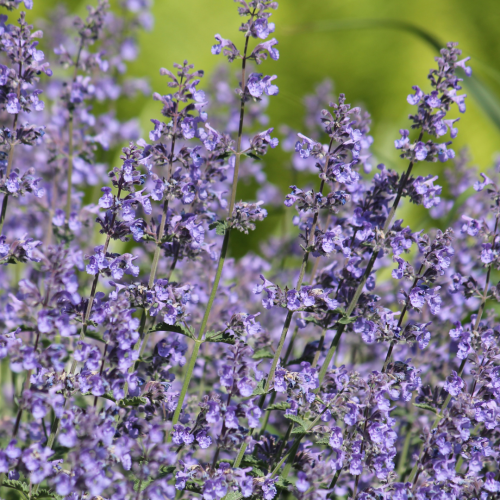 Kocimiętka Faassena 'Six Hill's Giant' Nepeta faassenii 'Six Hill's Giant'.png