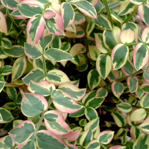 Polemonium reptans 'Stairway to Heaven'.png