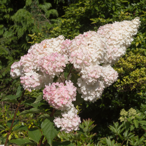 Hortensja Pinky Winky.png