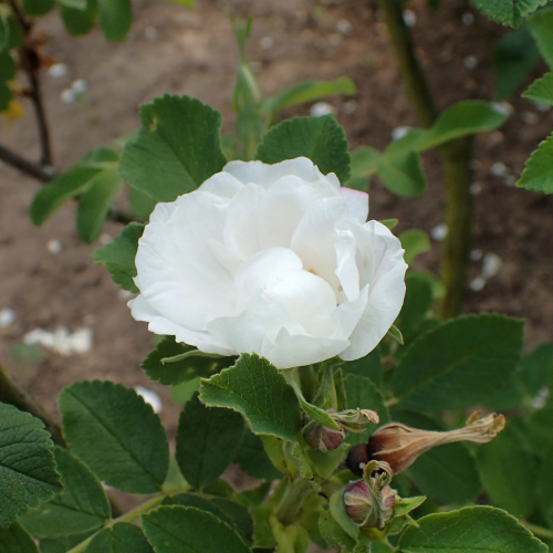 Róża pomarszczona Rosa rugosa 'Lac Majeau'.png