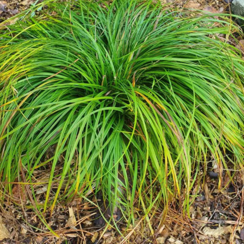 Turzyca wiosenna 'The Beatles' Carex caryophyllea 'The Beatles