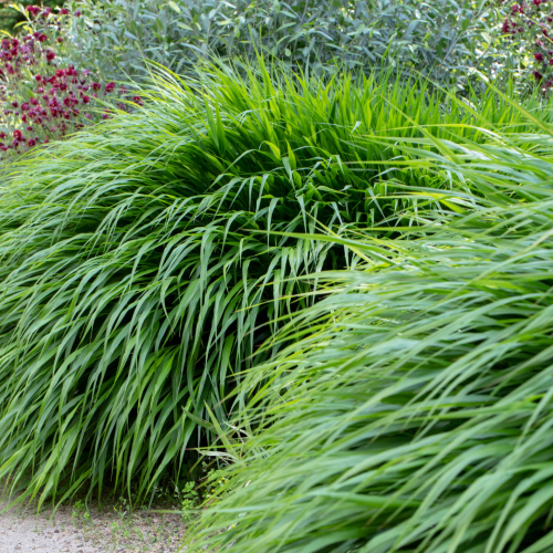Hakonechloa.png