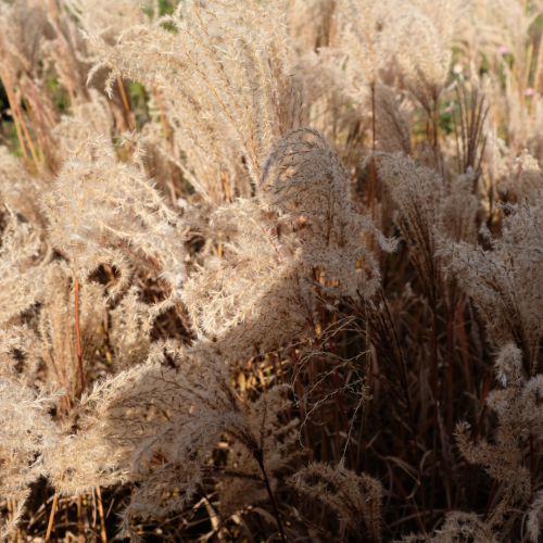 Miskant Ferner Osten.png