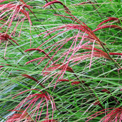 Miskant Ferner Osten.png