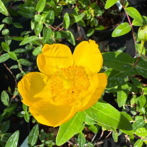 Dziurawiec Hidocte.png