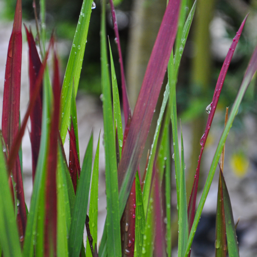 Imperata Red Baron.png