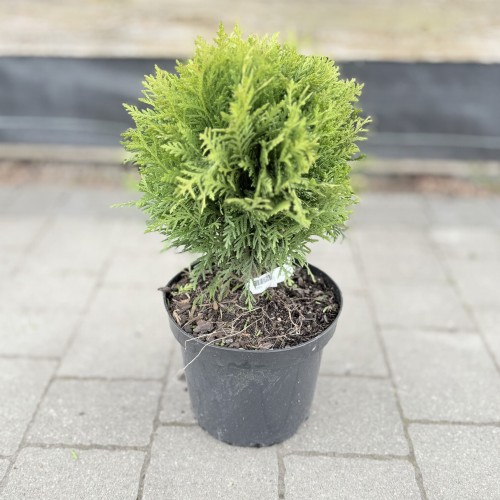 Tuja Danica Thuja occidentalis 'Danica'