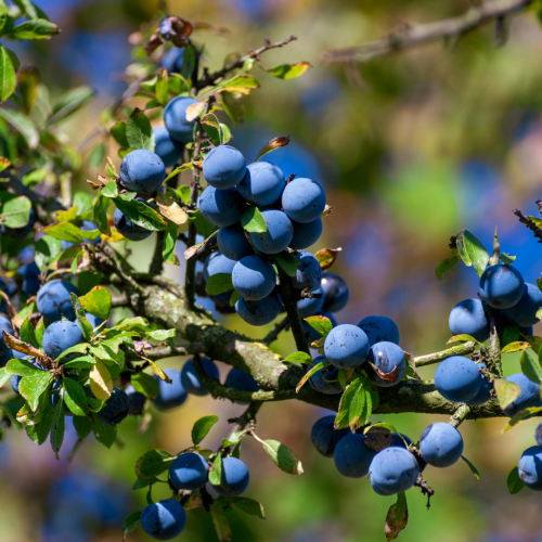 Borówka wysoka 'Meader'