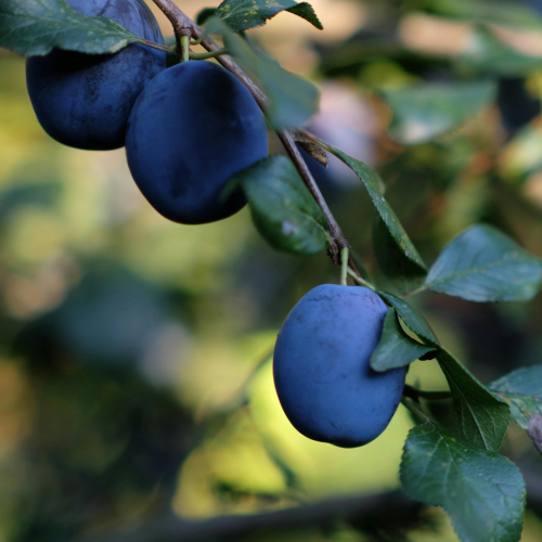 Borówka wysoka 'Brigitta' C2.png