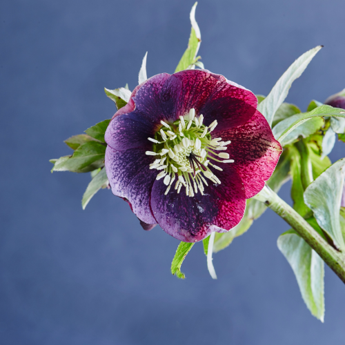 Ciemiernik zimowy 'Green Heart Red' Helleborus niger 'Green Heart Red' 30-50 cm C2.png