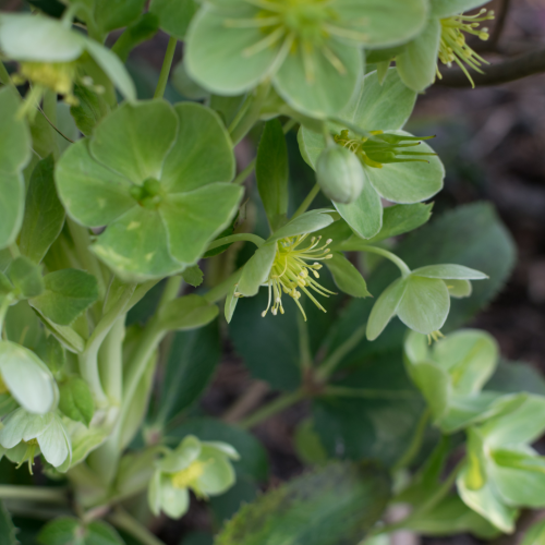 Ciemiernik zimowy 'Plain Green' Helleborus niger 'Plain Green' 30-50 cm C2.png