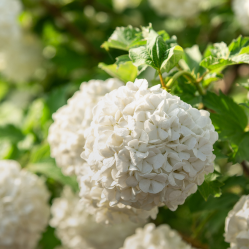 Kalina koralowa "Roseum"