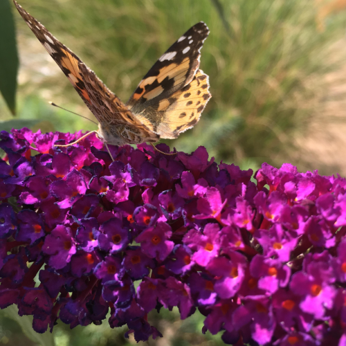 Budleja Dawida African Queen Buddleja