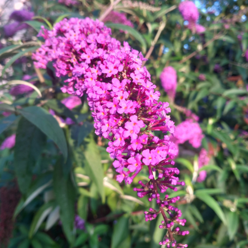 Budleja Summer Beauty Buddleja davidii 'Summer Beauty' 10-30 cm C2.png