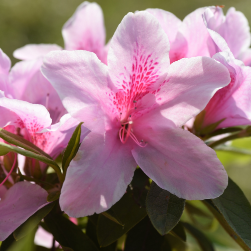 Ledikanense’ (Azalea japonica.png