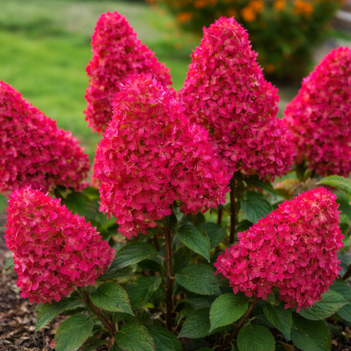 Hortensja bukietowa 'Samarskaja Lidia' Hydrangea paniculata Samarskaja Lidia