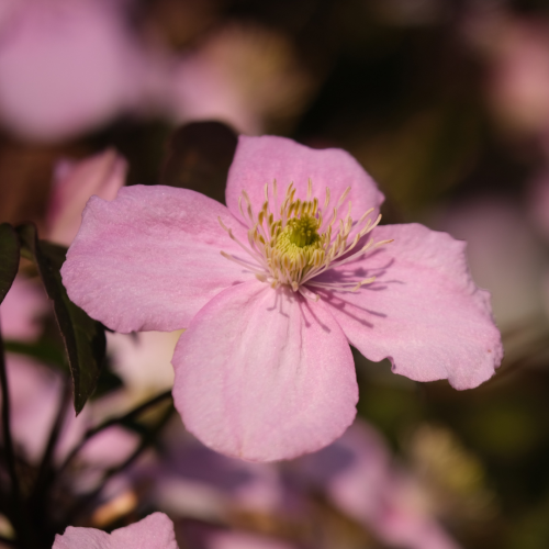 Powojnik 'Montana Freda' Clematis 'Montana Freda'