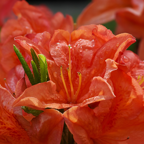 Azalia japońska 'Geisha Orange'
