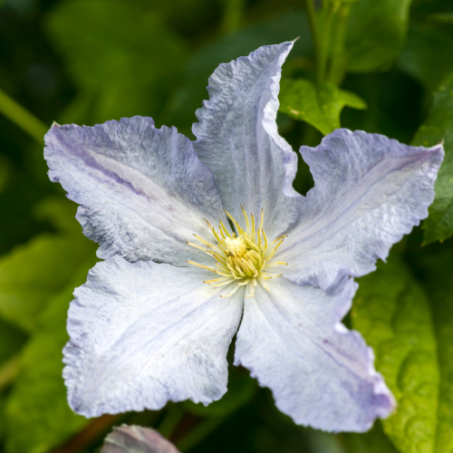 Powojnik 'Błękitny Anioł' Clematis 'Błękitny Anioł'.png