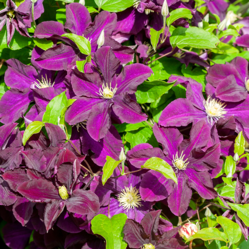 Powojnik 'Warszawska Nike' Clematis 'Warszawska Nike'