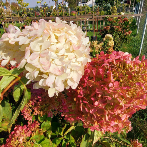Hortensja Bukietowa 'Vanille Fraise' Hydrangea paniculata 'Vanille Fraise'