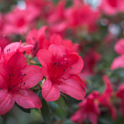 Azalia japońska 'Allotria' Azalea japonica 'Allotria'