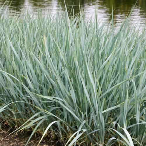 Wydmuchrzyca Piaskowa Anemanthele lessoniana